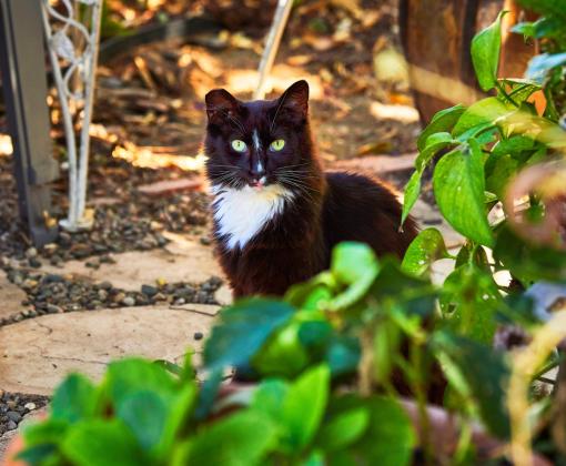 Cat sitting outside in greenery