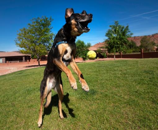 Dog jumping to catch a ball in a park in southern Utah