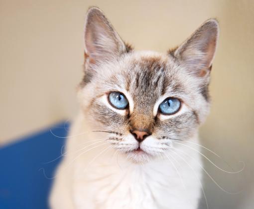 Gray cat with bright blue eyes looking at the camera