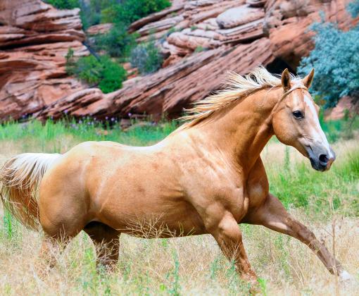 Horse running in a pasture