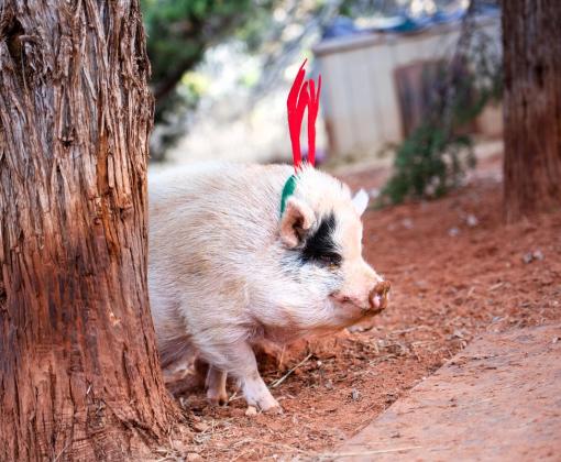 Pig wearing red holiday antlers going for a walk