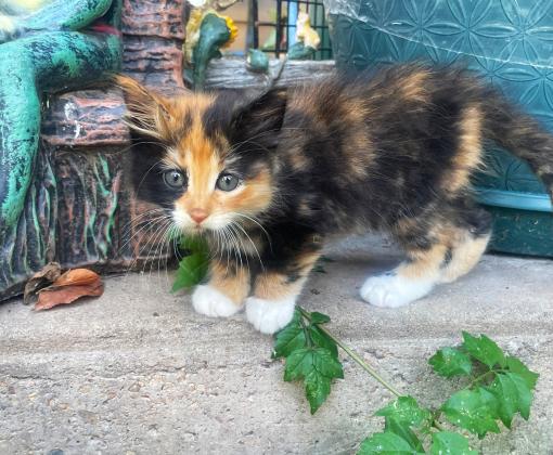 Tiny kitten outside