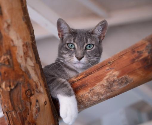 Grey cat laying on a climbing tree