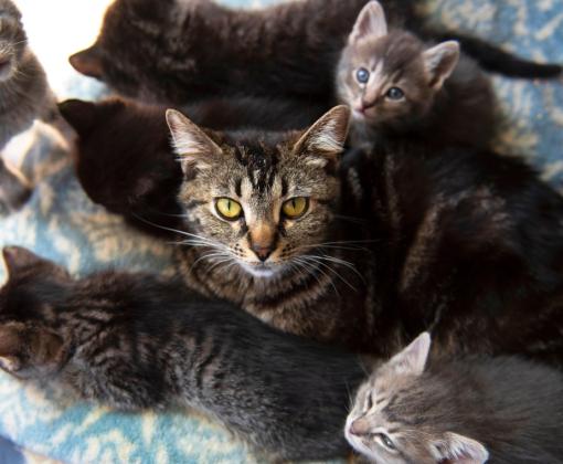Mom with her kittens
