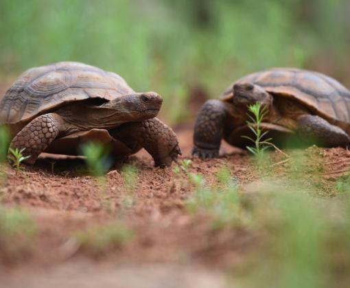 Two turtles walking side-by-side