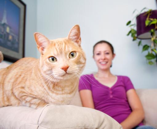 Cat on couch with person