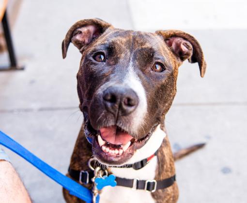 Smiling brindle and white pit bull type dog outside on a leash