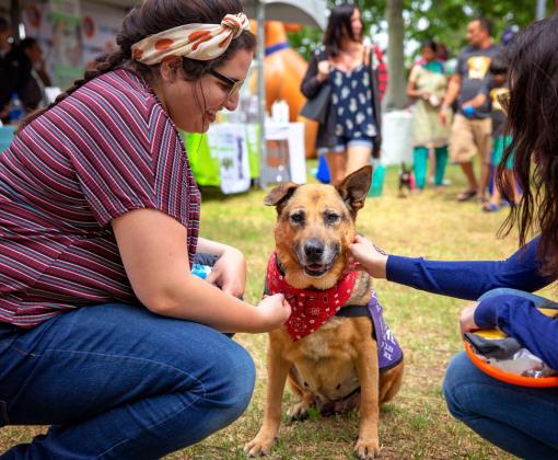 Two people kneeling down to pet a happy dog at a pet adoption event