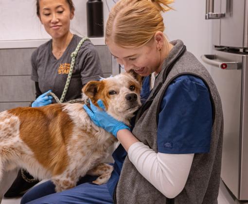 Two people with a dog who was pulled during the Los Angeles wildfires