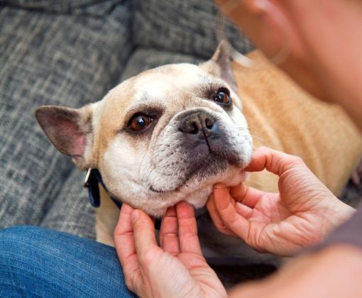 Person scratching a dog's chin while sitting together on a couch