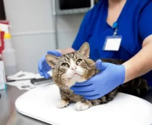 Cat being examined in a veterinary setting
