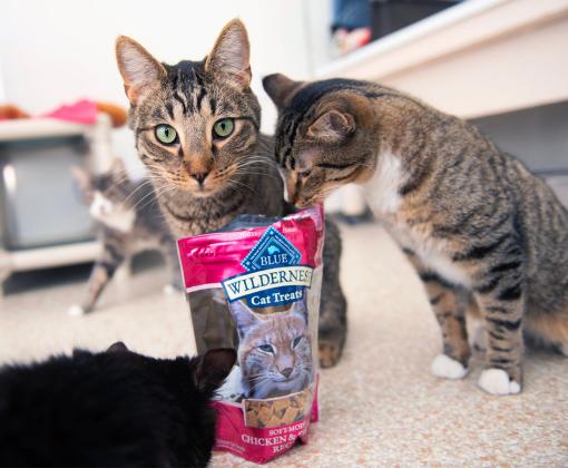 Cats standing around a bag of Blue Buffalo cat treats