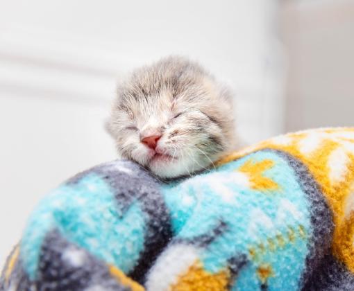 Neonatal kitten relaxing in a cozy blanket