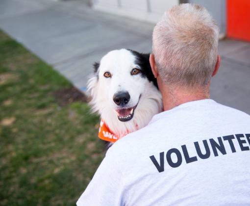 Person with the word "volunteer" on the back of his shirt with a black and white dog looking over his shoulder