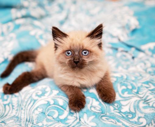 Tiny fuzzy kitten on a blue blanket