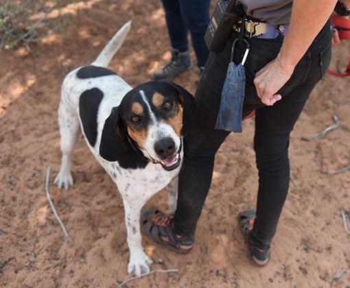 White, brown and black hound standing by woman's legs