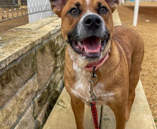 a brown dog smiling