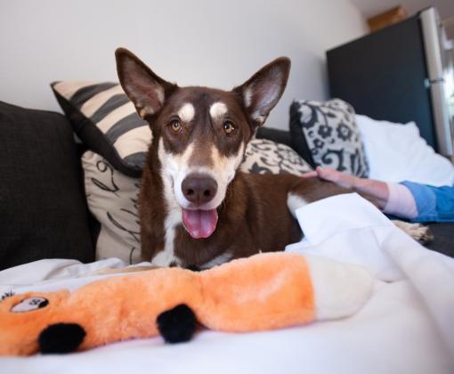 dog on sofa with pillow