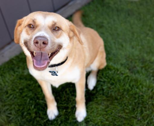 Smiling dog on grass