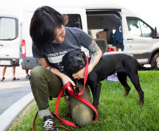 Person kneeling on the grass with a dog in front of a van