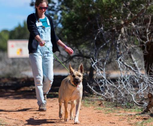 Person walking with a dog in Utah desert