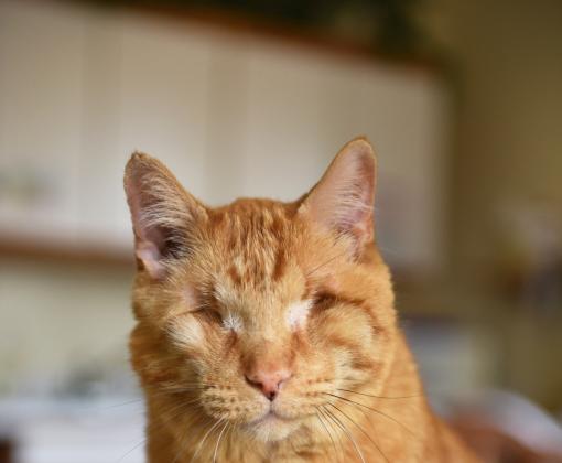 Blind orange tabby cat