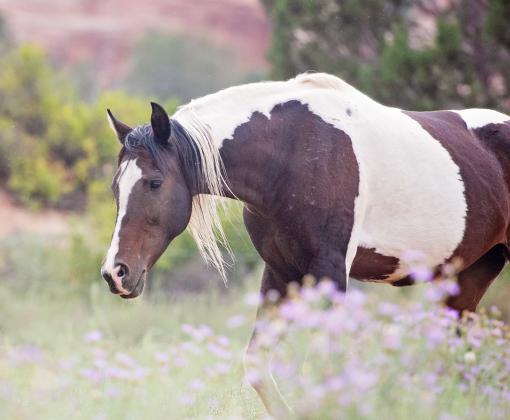 Brown and white paint horse outside in a field