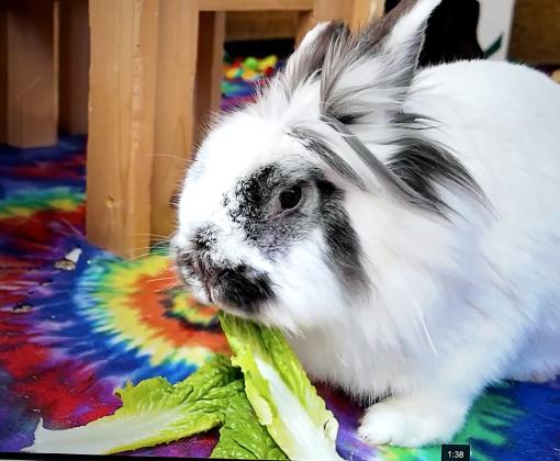 Rabbit eating a piece of romaine lettuce