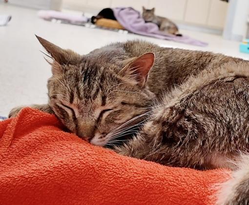 Brown tabby cat sleeping on an orange blanket