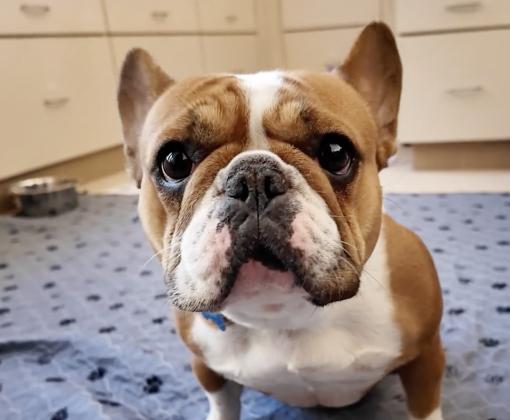 Brown and white flat-faced dog on a blanket