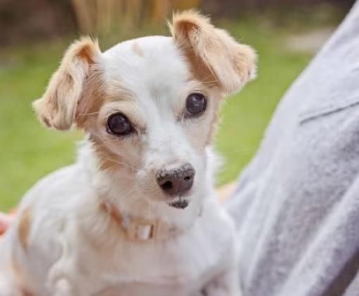 Person holding a small tan dog