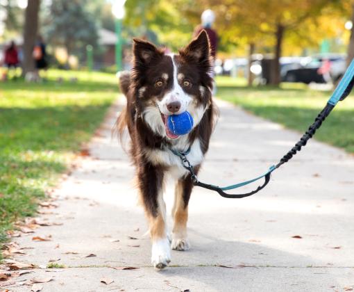Dog walking on a leash in a park with a ball in their mouth