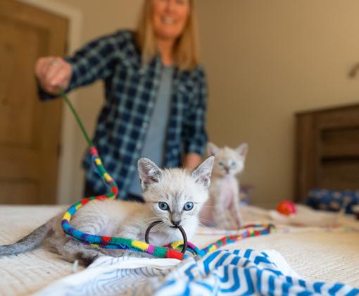 Person playing with a wand toy with two kittens