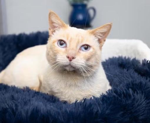 Siamese mix cat with blue eyes lying on a fuzzy bed