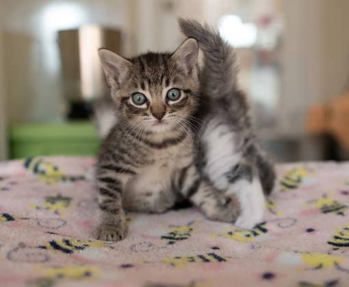 Two gray/brown kittens on a pink blanket