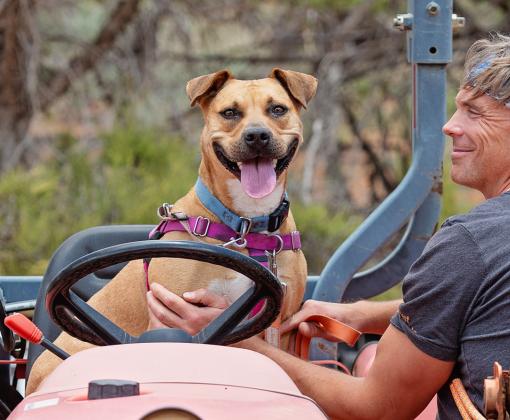 Happy dog behind the wheel of a vehicle with a Best Friends staffer petting him