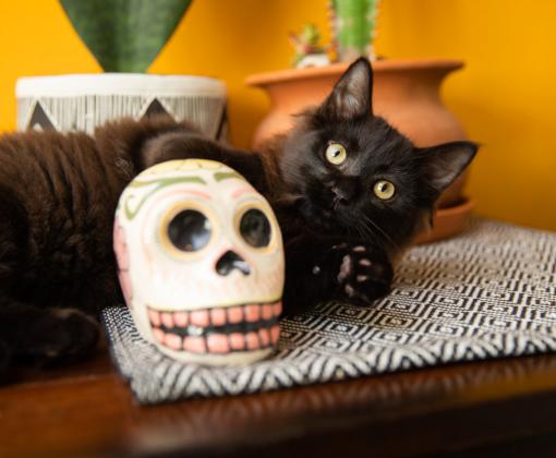 Black cat next to a Día de los Muertos skull