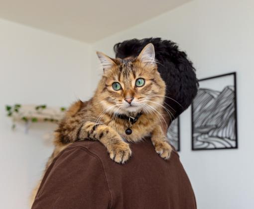 Tabby cat draped over person's shoulder