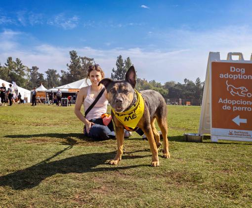 Brown and black dog wearing a yellow Adopt Me bandana