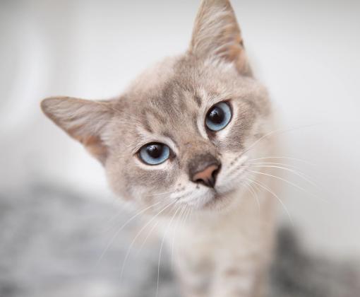 Grey cat looking at camera with head tilted