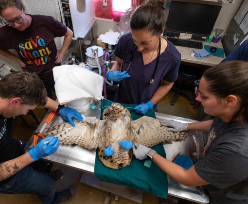 Four people working to imp feathers onto the owl