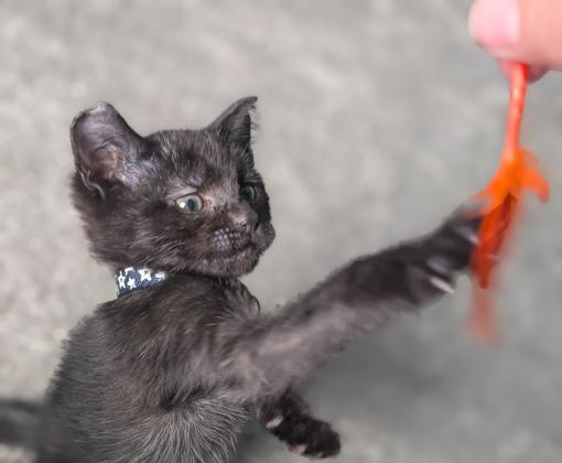 Bradley Cooper the kitten playing with a toy