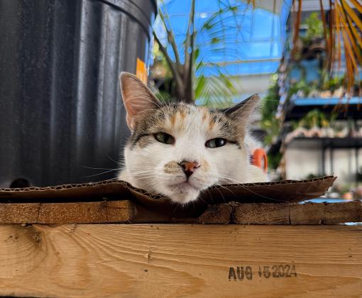 Francine the cat lying next to a plant on a pallet