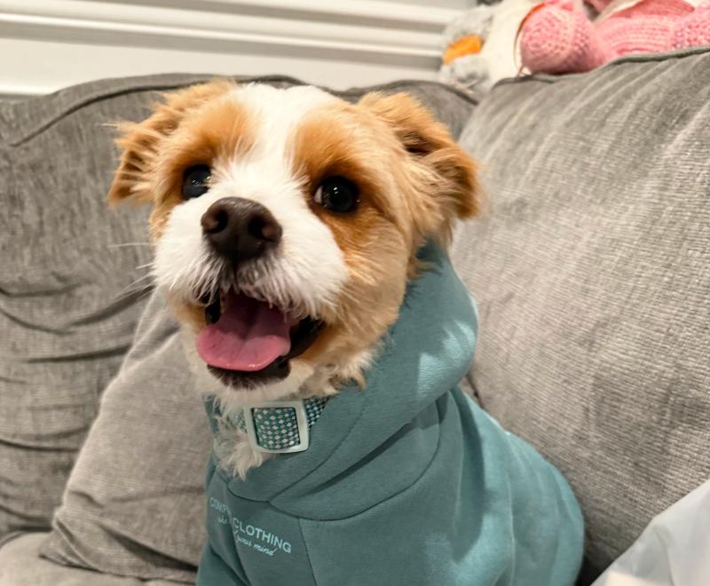Hawkeye the dog smiling and wearing a hoodie