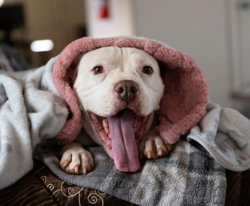 Mai Tai the dog under a blanket with his mouth open smiling with his tongue out