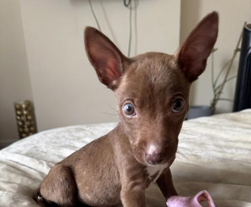 Max as a puppy