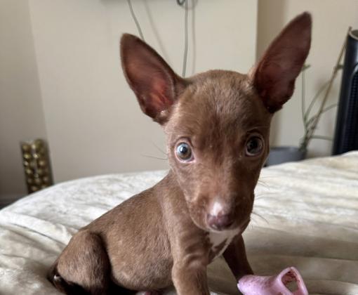 Max as a puppy