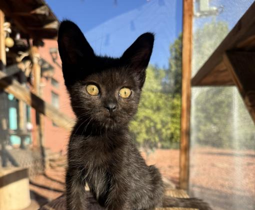 Nosh the kitten outside on a catio