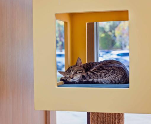Cat sleeping in a rectangular cat cubby