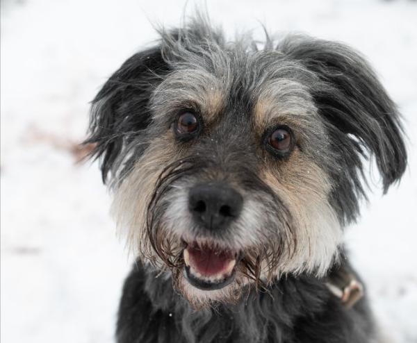 Dog in snow